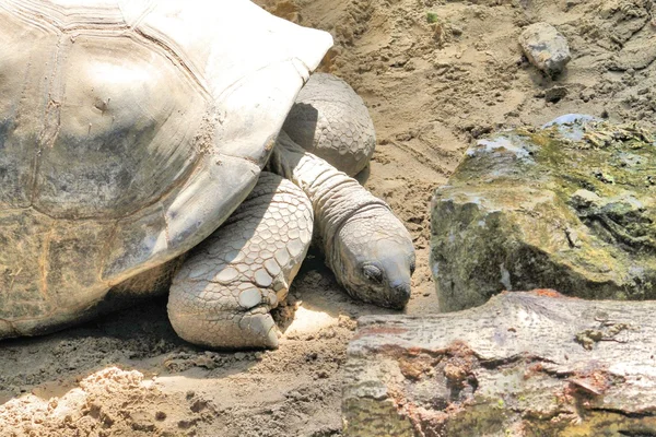Retrato de uma tartaruga gigante de Seychell — Fotografia de Stock