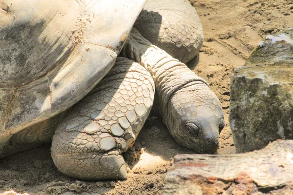 Portret van een reuze schildpad van Seychell — Stockfoto