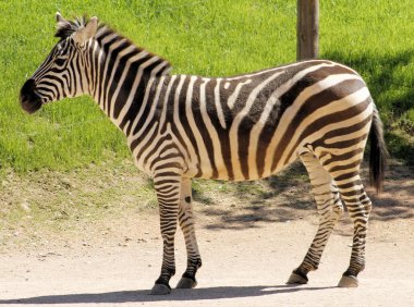  Düz bir zebra portresi