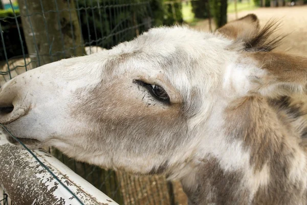 Donkey, farm animal in a italian countryside — Stock Photo, Image