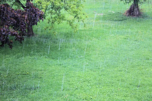 Regen op het groene gras van een tuinstad Rechtenvrije Stockfoto's