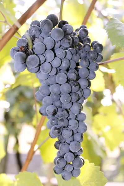 Racimo de uvas rojas en un viñedo en Italia —  Fotos de Stock