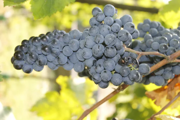 Racimo de uvas rojas en un viñedo en Italia —  Fotos de Stock