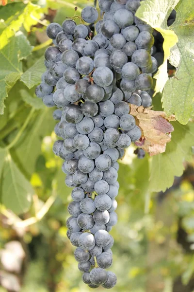 Racimo de uvas rojas en un viñedo en Italia —  Fotos de Stock