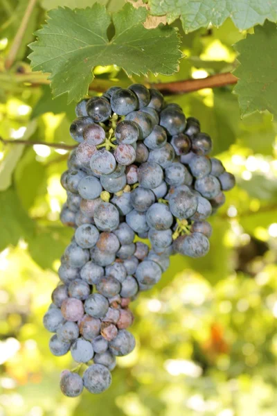 Bos van rode druiven in een wijngaard in Italië — Stockfoto