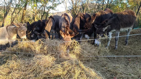 Burros Comiendo Heno Pesebre Italia — Foto de Stock