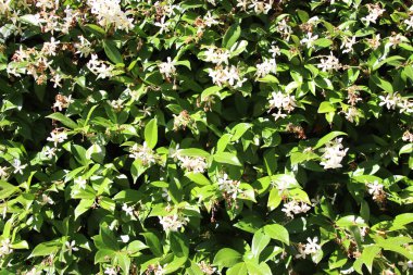 Birçok beyaz özel çiçek İlkbaharda Ligustrum cinsinde çiçek açan bir bitki