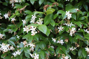 Birçok beyaz özel çiçek İlkbaharda Ligustrum cinsinde çiçek açan bir bitki