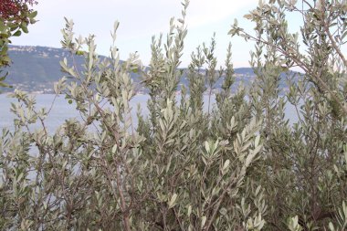 Kuzey İtalya 'da Garda Gölü' ndeki zeytin dalı dalını kapatın.