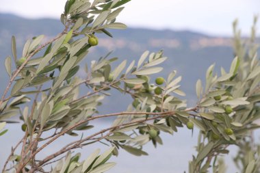 Kuzey İtalya 'da Garda Gölü' ndeki zeytin dalı dalını kapatın.