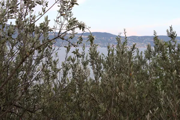 Близько Оливкового Дерева Озері Гарда Півночі Італії — стокове фото