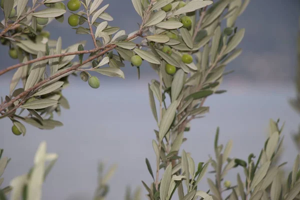 Menutup Cabang Pohon Zaitun Danau Garda Italia Utara — Stok Foto