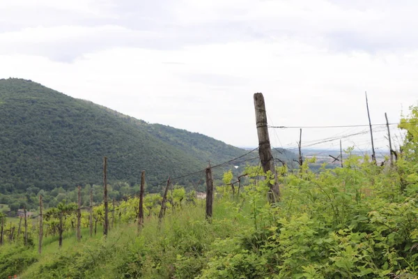 Виноградник Краєвид Красивими Хмарами Блакитним Небом Влітку — стокове фото