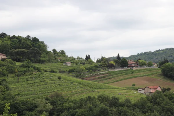 Weinberglandschaft Mit Schönen Wolken Und Blauem Himmel Sommer — Stockfoto