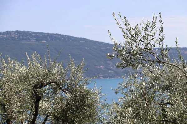 Γραφική Θέα Της Λίμνης Garda Στη Βόρεια Ιταλία — Φωτογραφία Αρχείου