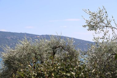 İtalya 'daki Garda Gölü. Mavi su, beyaz bulutlar, sisli dağlar. Tatil kavramı
