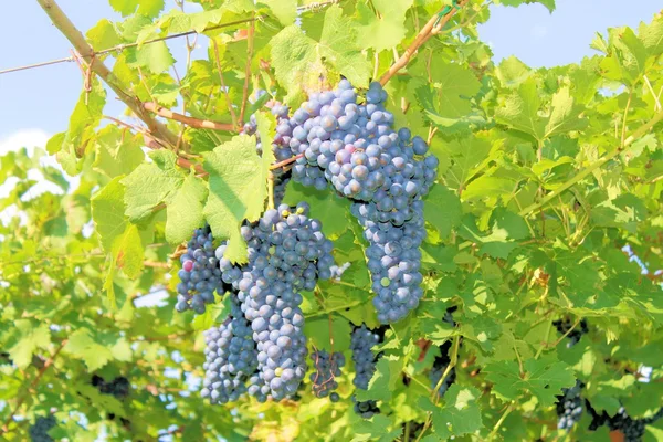 Üzümler — Stok fotoğraf