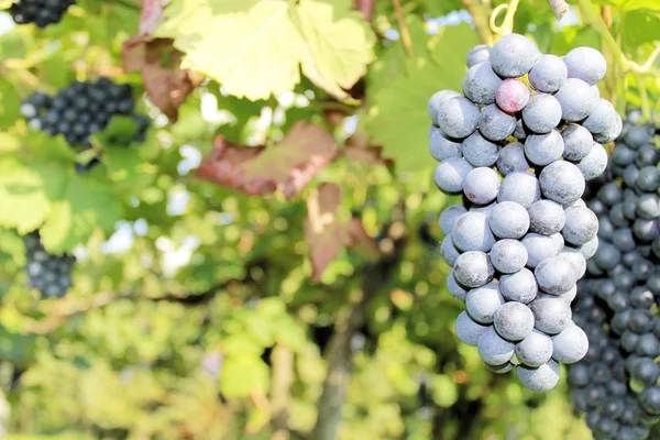 Uvas — Fotografia de Stock