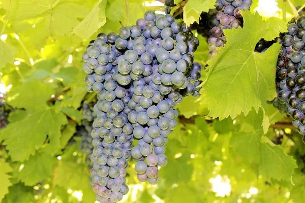 Grapes — Stock Photo, Image