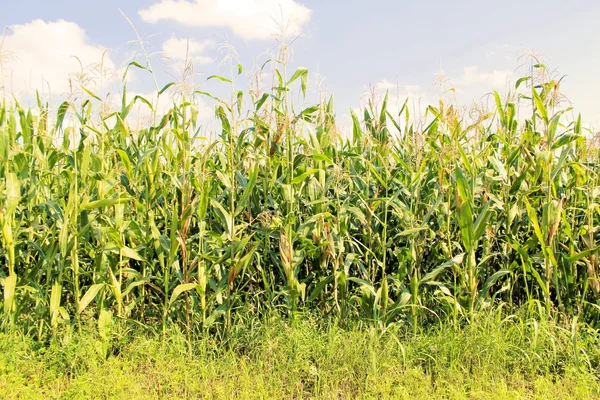 Corn — Stock Photo, Image