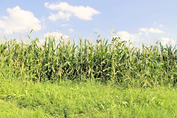 Corn — Stock Photo, Image