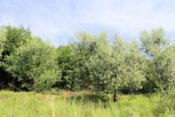 Оливкові дерева — стокове фото
