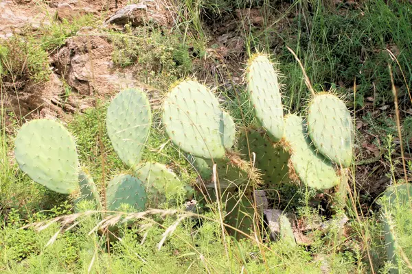 Cactus — Photo