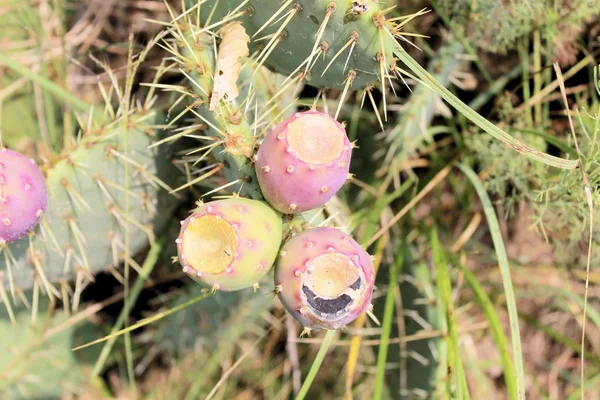 Cactus — Foto Stock