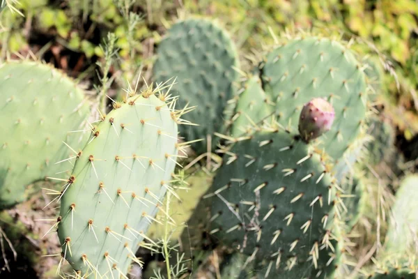 Cactus — Foto Stock