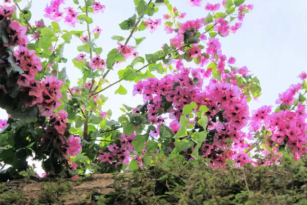 Bougainvillea — Stock Fotó