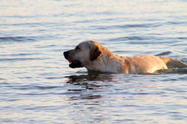 Labrador