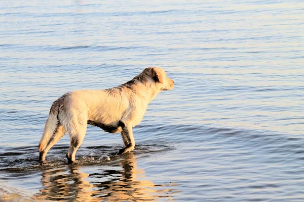 Labrador — Stockfoto