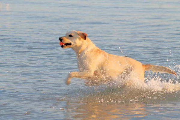 Labrador — Stockfoto