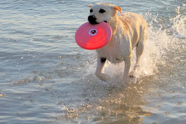 Labrador — Stockfoto