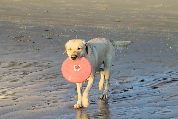 Labrador — Stockfoto