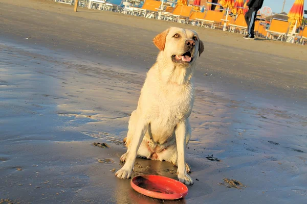 Labrador — Stockfoto