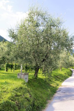 Olive grove