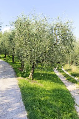 Olive grove