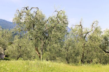 Olive grove