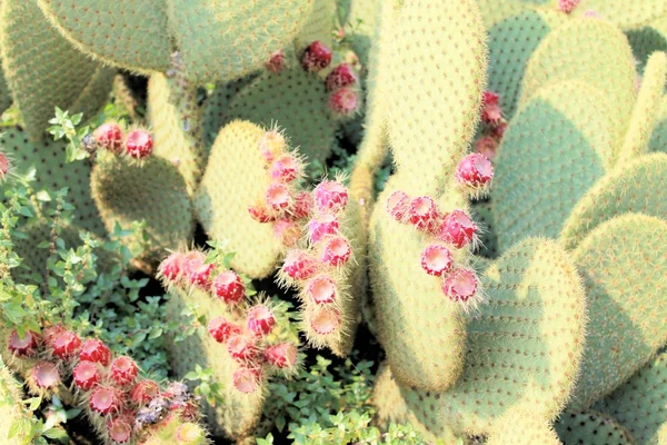 Cactus — Foto Stock