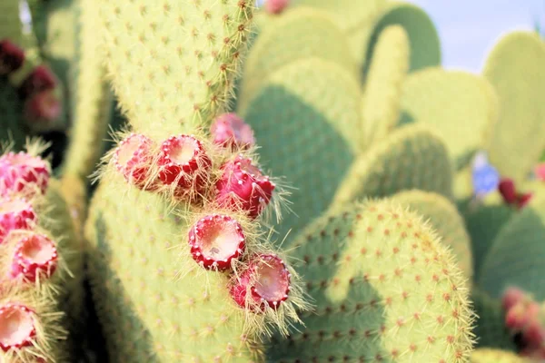 Cactus — Foto Stock