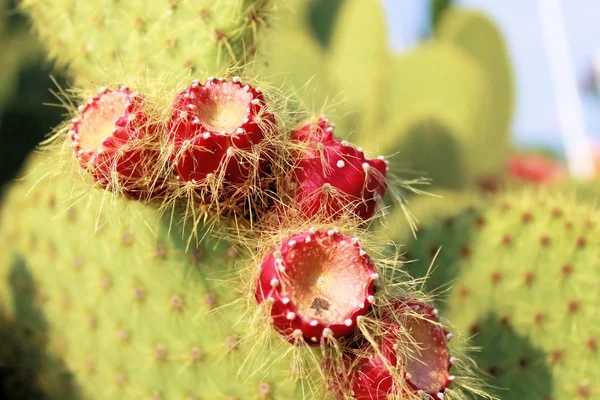 Cactus — Foto Stock