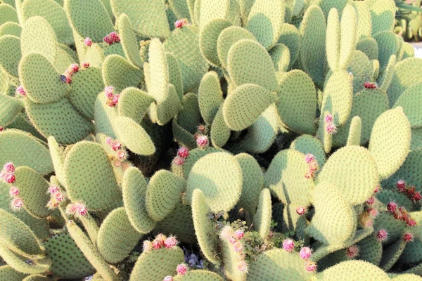 Cactus — Foto Stock