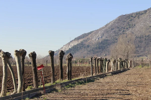 Felder — Stockfoto