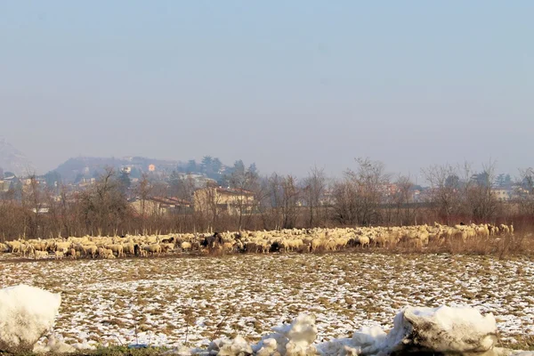 Sheep — Stock Photo, Image