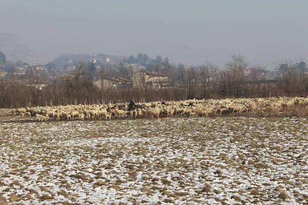 Sheep — Stock Photo, Image