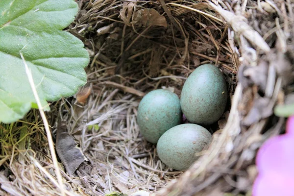 Nest — Stock Photo, Image