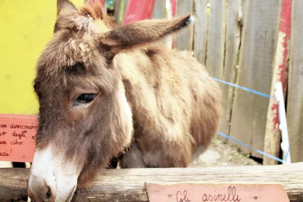 Donkey — Stock Photo, Image