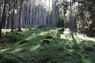 Yosun ve ağaçlı orman