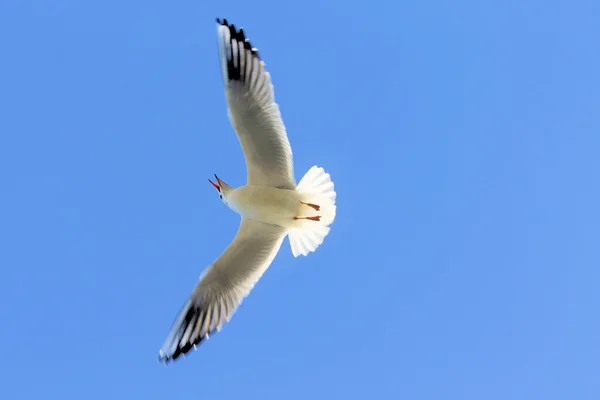 海鸥飞越意大利北部的加尔达湖 — 图库照片